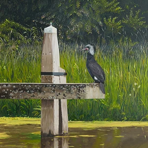Aalscholver op steiger bij Hattem